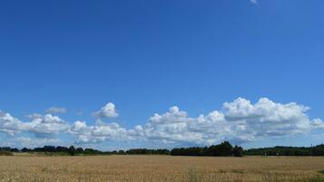 A wide field of crops under a clear sky.