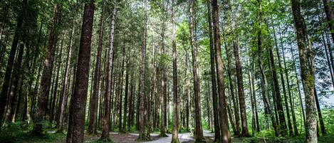 A forested area with a gravel path.
