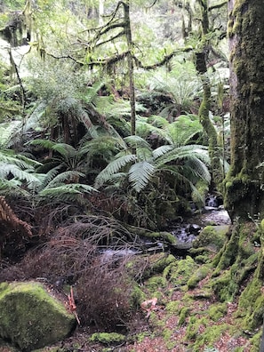 Hiking - Annie's Escape in Warburton (Warburton)