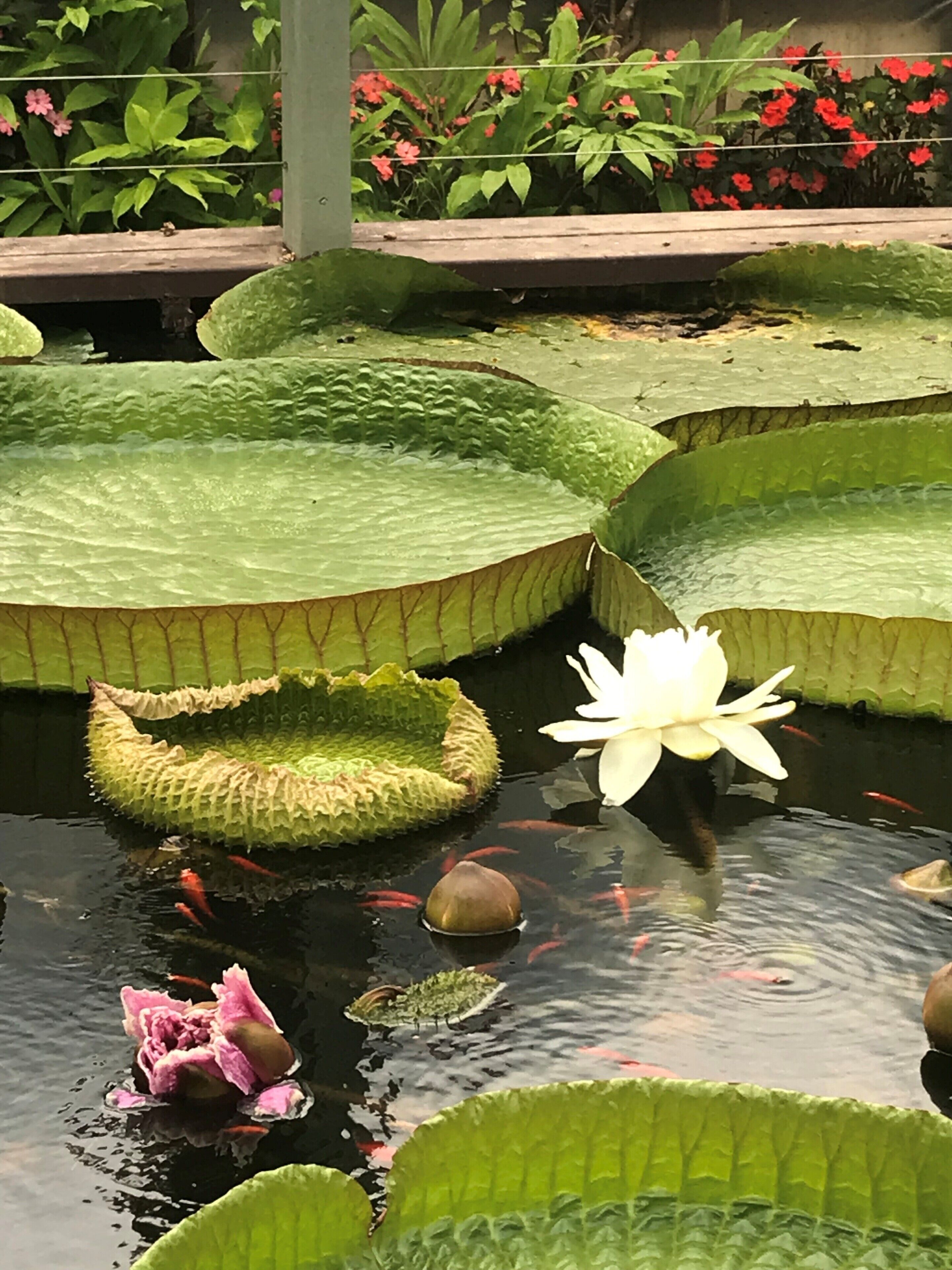 Un estanque con nenúfares, un lirio acuático blanco y peces koi.