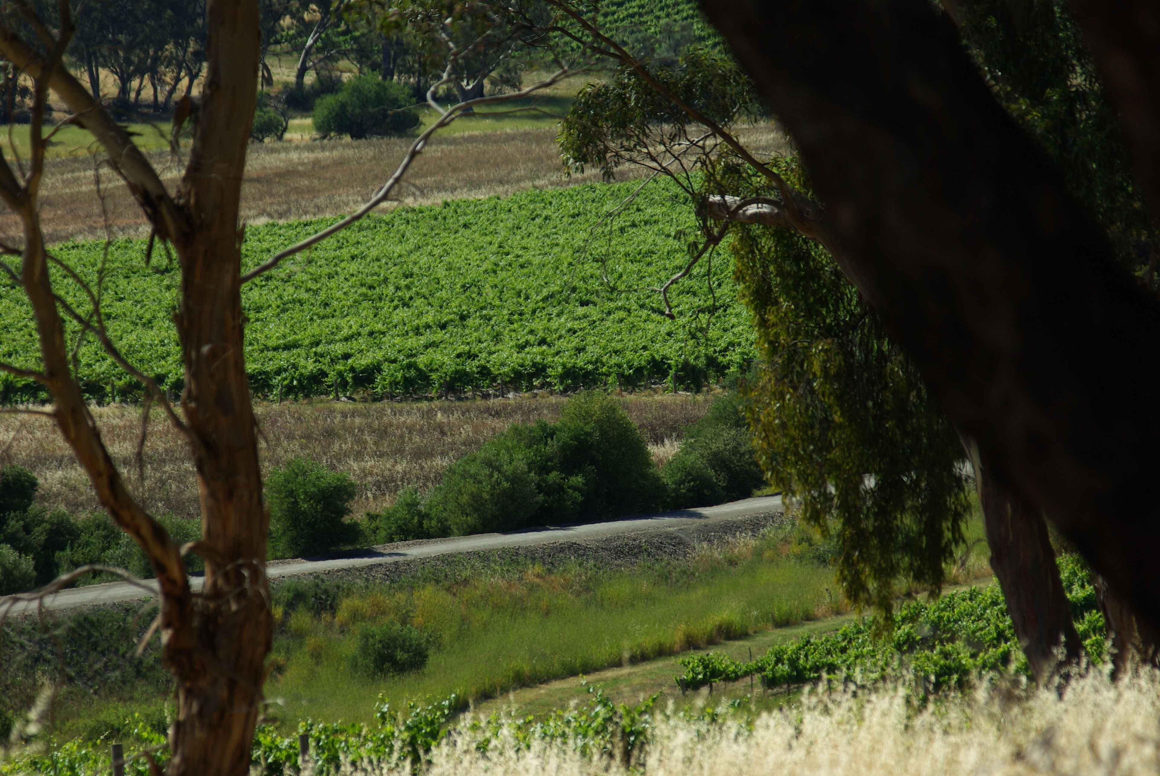 A vineyard with rows of grapevines and a dirt road.