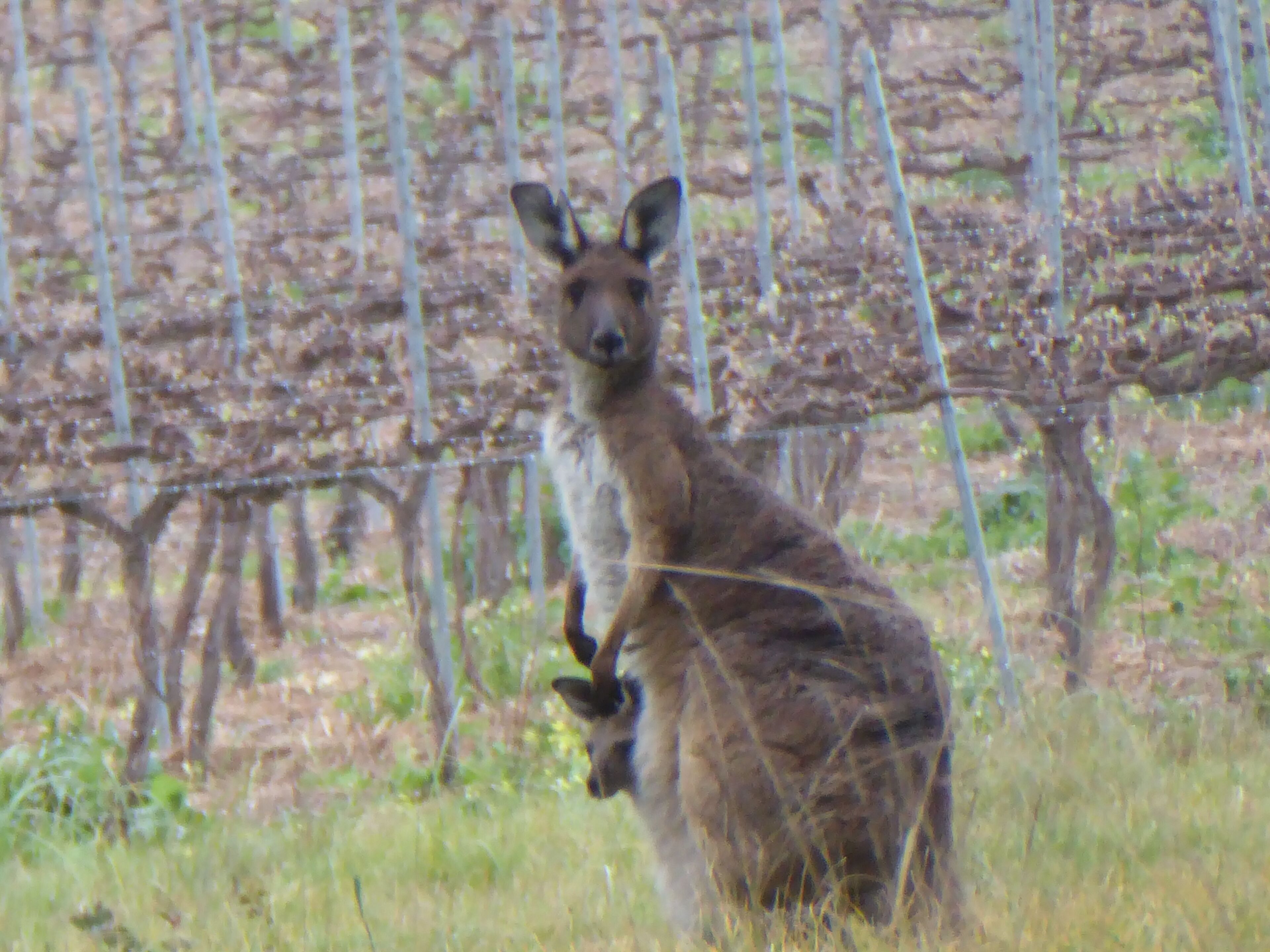 A kangaroo in a fenced area with trees and grass.