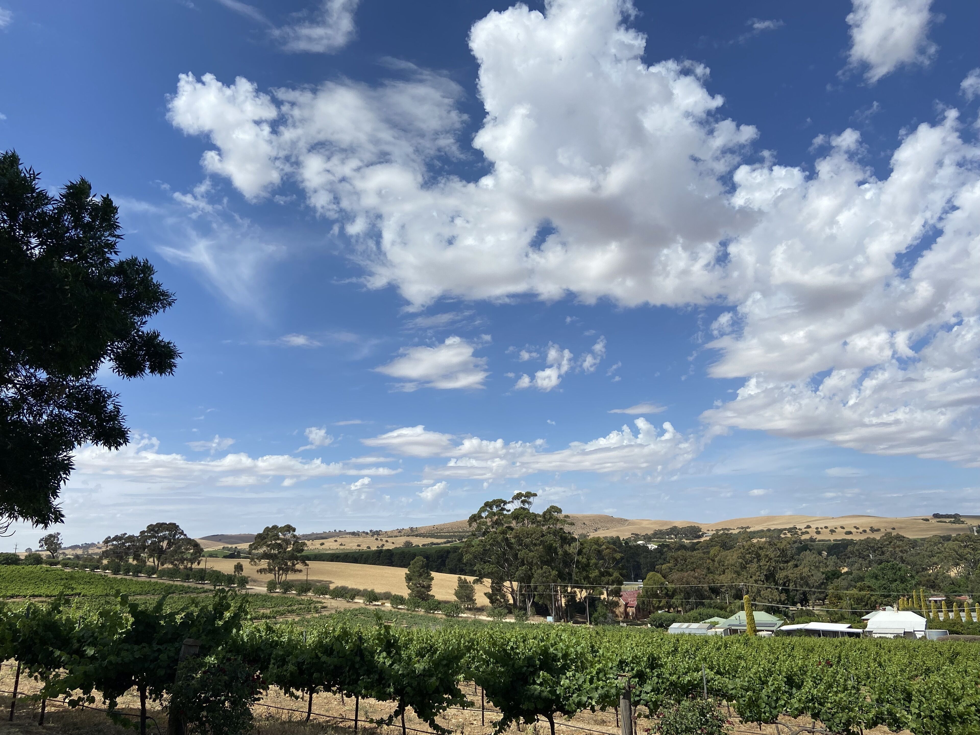 A vineyard with rows of grapevines under a clear sky with scattered clouds.