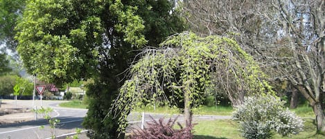 Tuin