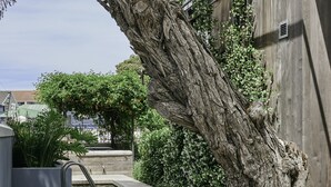 A tree-lined pathway leading to a building with a metal railing and a small bridge. - Harpers House (Cape Town)