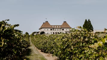 Bodega de vino