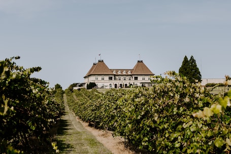 Bodega de vino