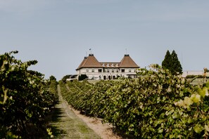 Bodega de vino