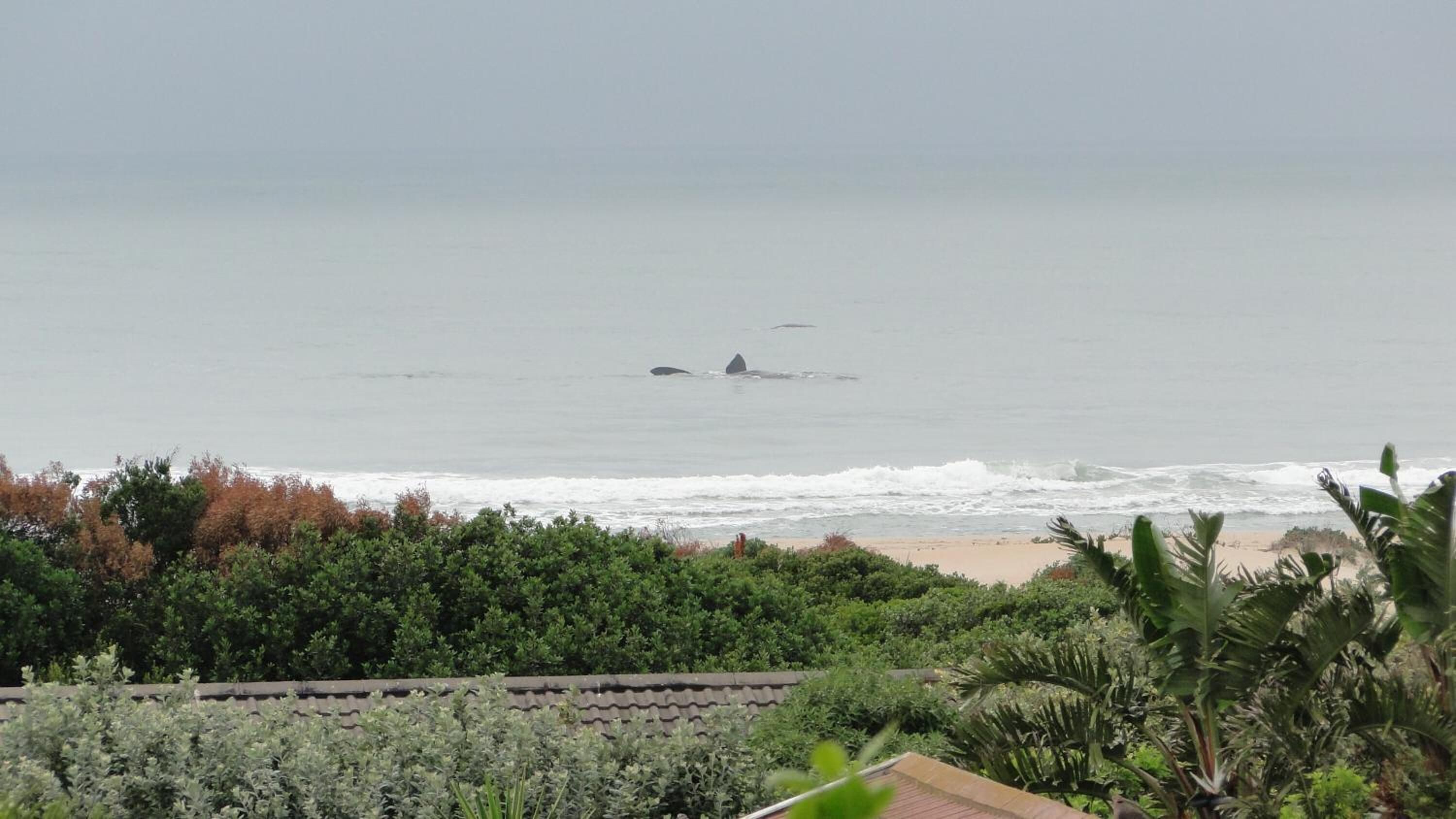 Vista costera con playa, océano y abundante vegetación en primer plano.