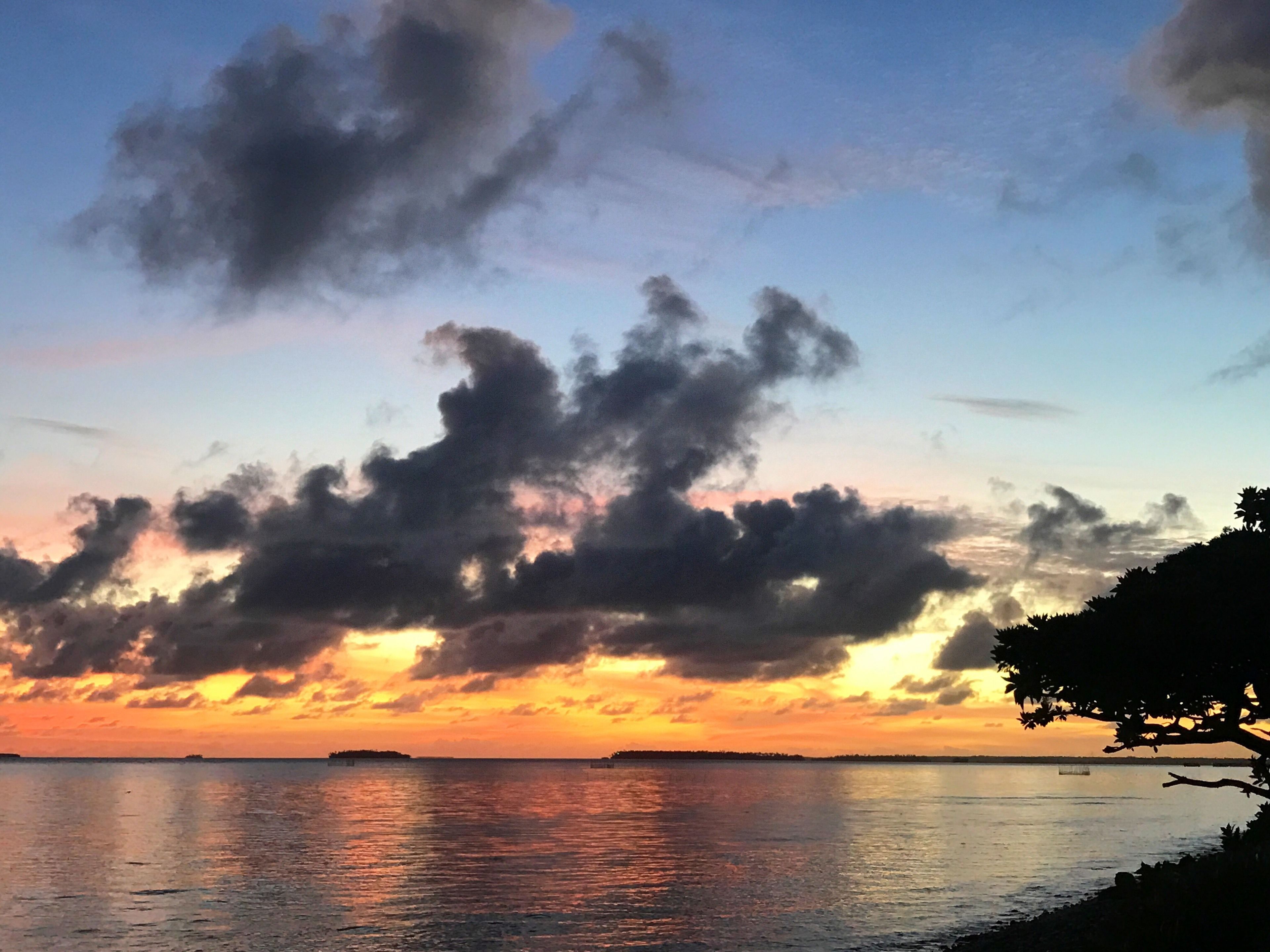 A sunset over a calm sea with a silhouette of a tree on the right.