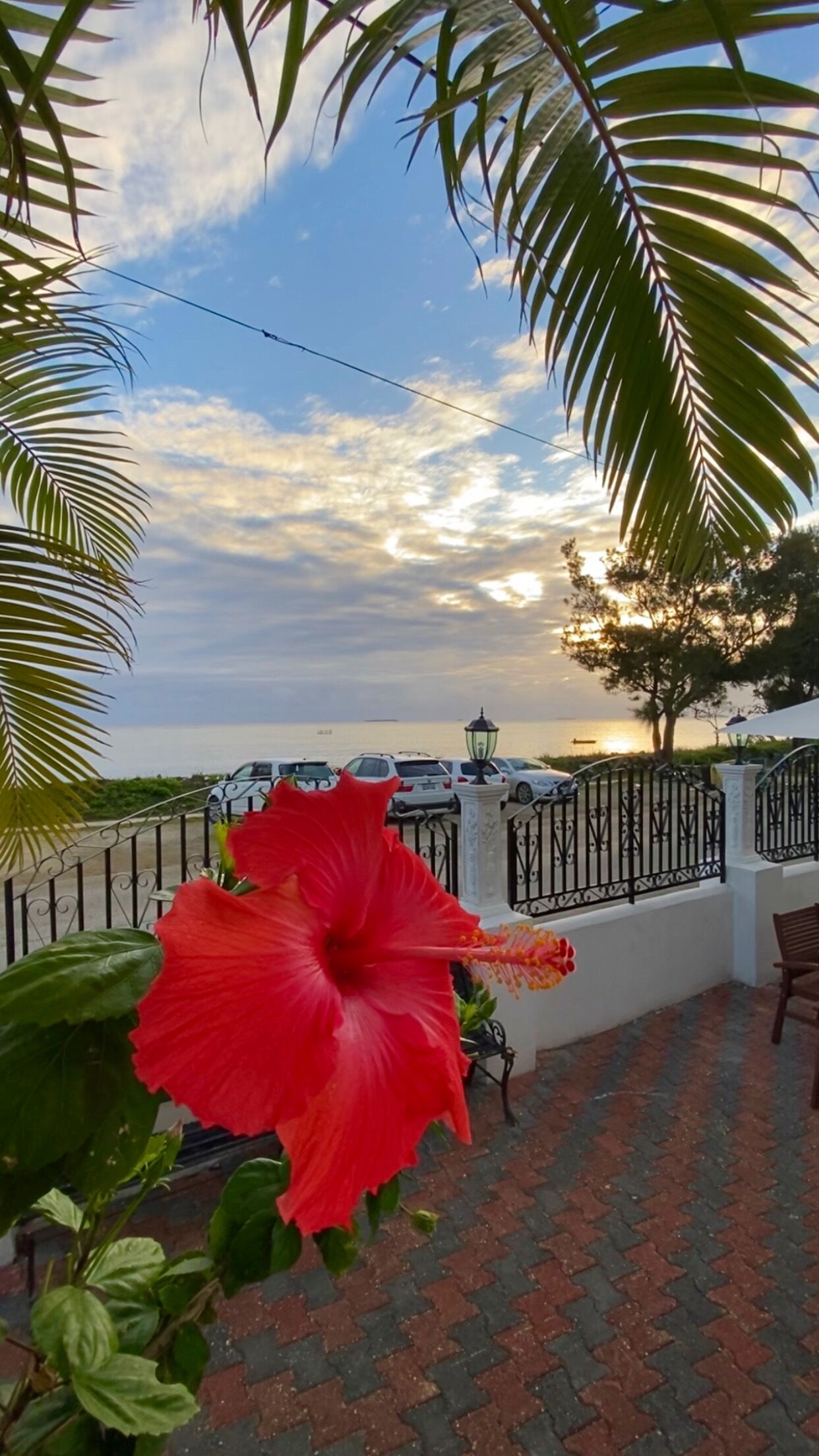 A red hibiscus flower in the foreground, a paved walkway, a white fence, and a view of the sea with parked cars in the background.