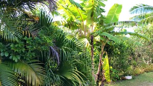 Un jardin luxuriant, avec une variété de plantes tropicales et une zone herbeuse.