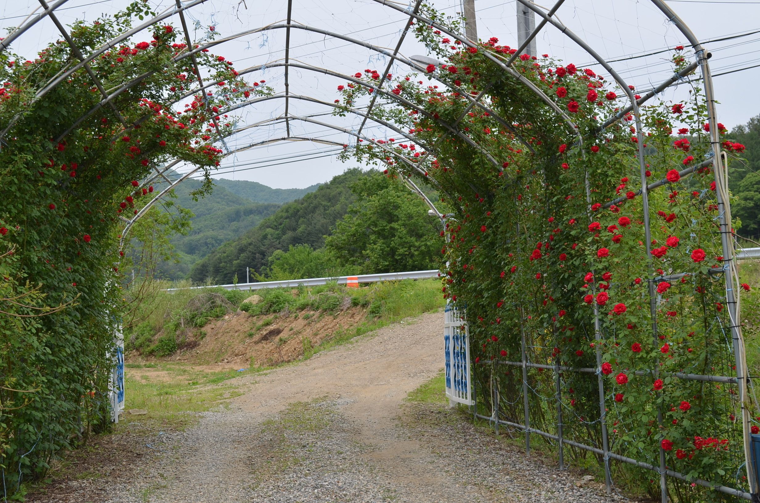Un sendero de grava que serpentea bajo un arco de metal adornado con flores rojas, en un entorno verde y con un paisaje ondulado.