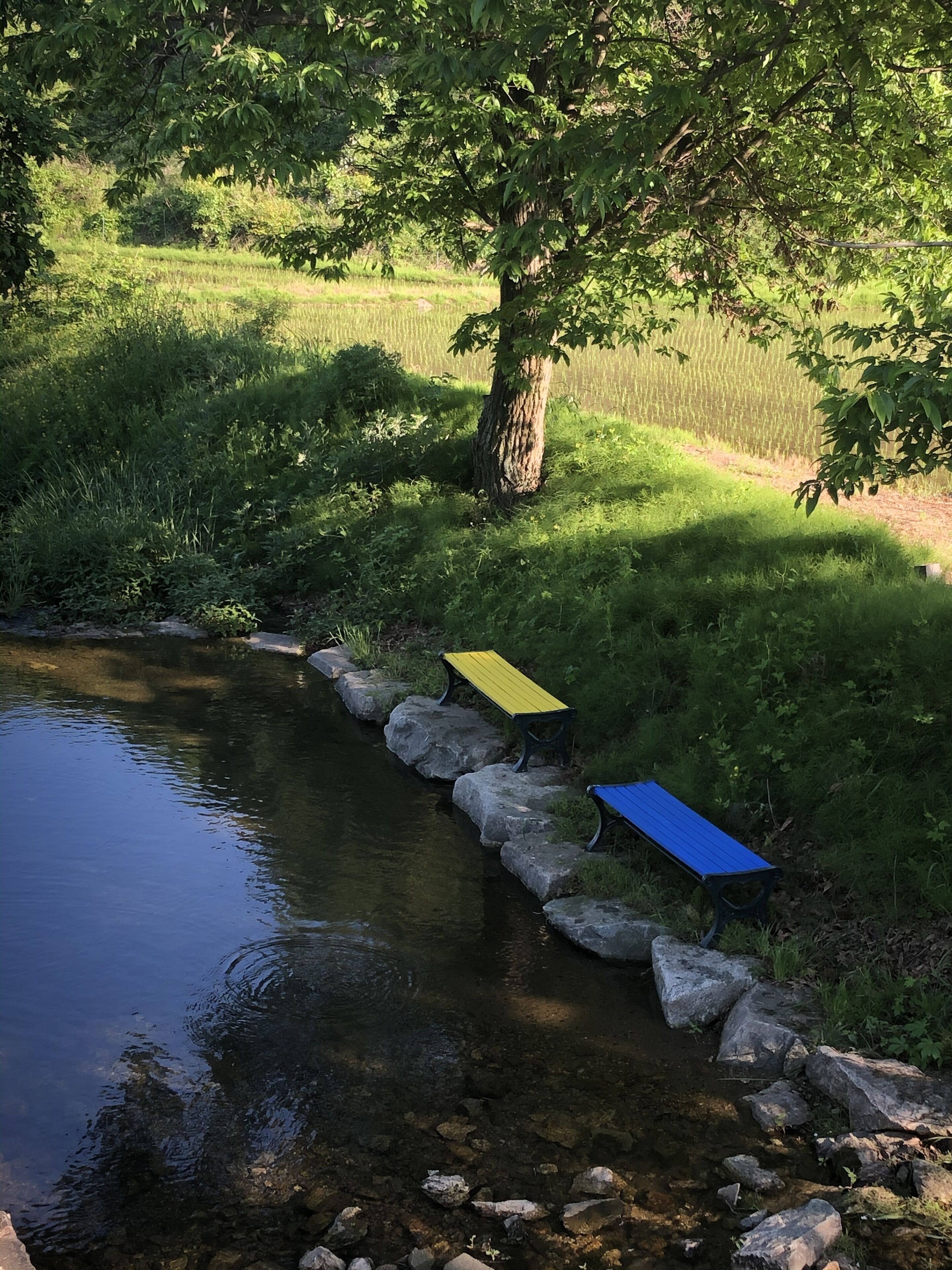 A serene riverside setting with a bench and a tree providing shade.