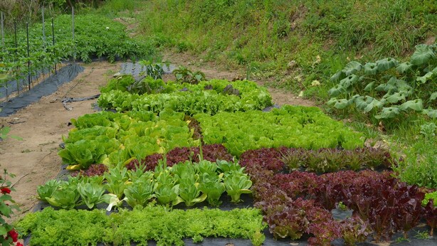 Un huerto con hileras de verduras de hoja verde y otras hortalizas.
