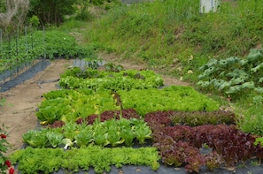 Garden - Pension Cafe Yoon & Park (Yangpyeong)