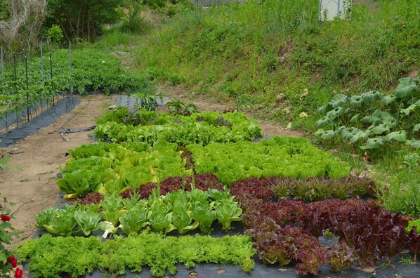 Garden - Pension Cafe Yoon & Park (Yangpyeong)
