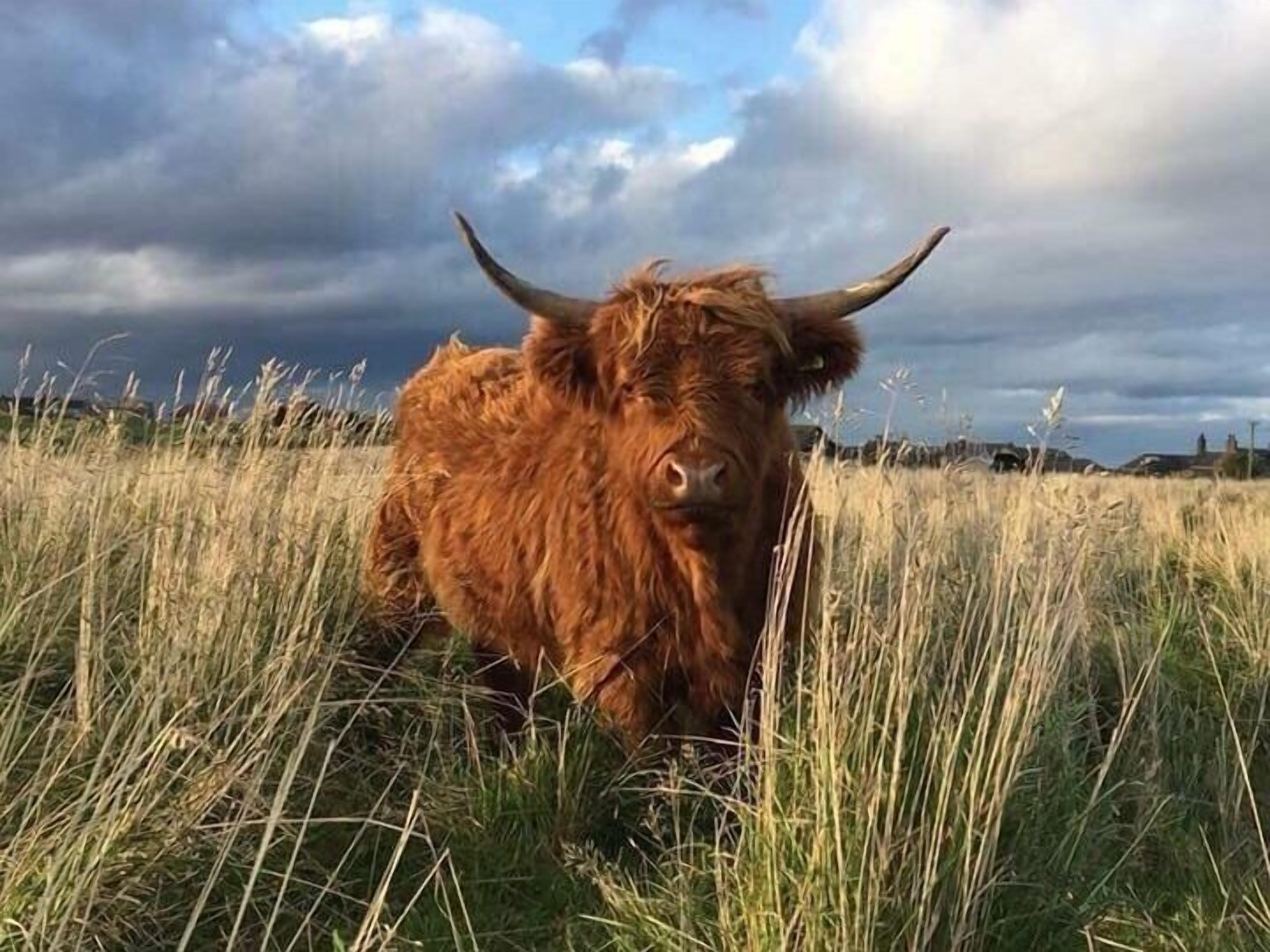 Una vaca de las Highlands en un campo herboso con un cielo nublado al fondo.