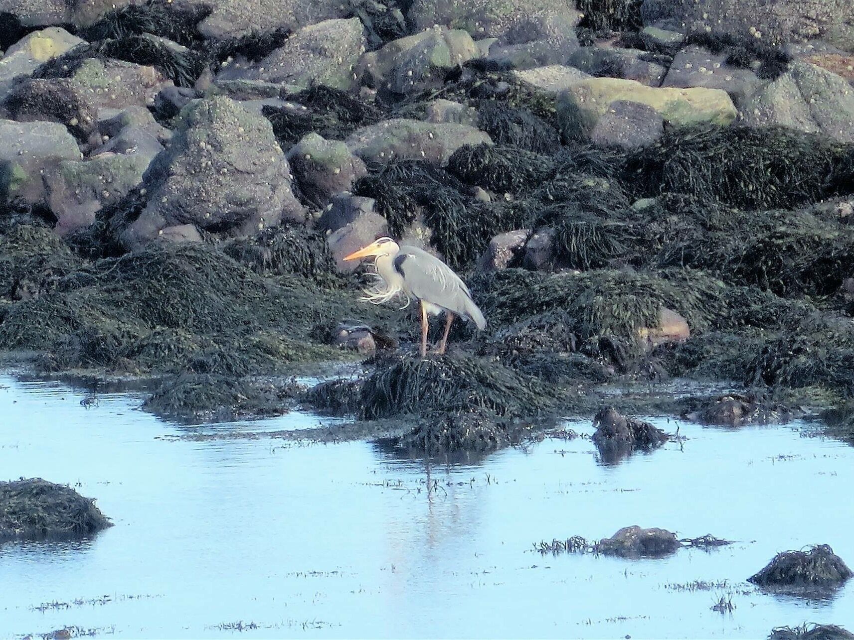 A bird standing on rocks near water.