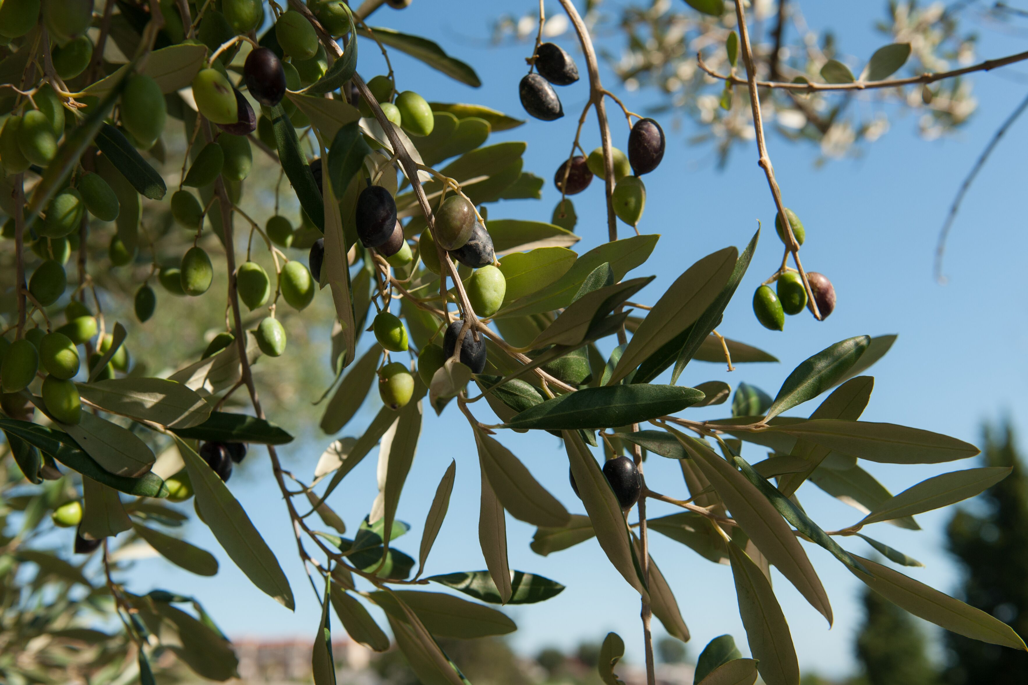 A branch of olive tree with green and ripe olives.