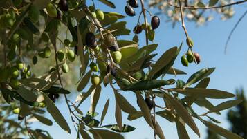 A branch of olive tree with green and ripe olives.