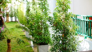 A row of potted plants along a white building with a green railing. - NP Hotel (Buriram)
