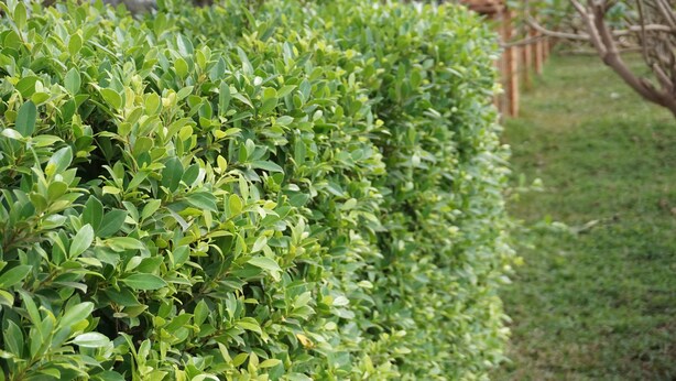 A well-maintained hedge in a garden setting. - Phounsiri Hotel (Ban Donnoun)