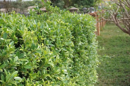 Garden. Phounsiri Hotel