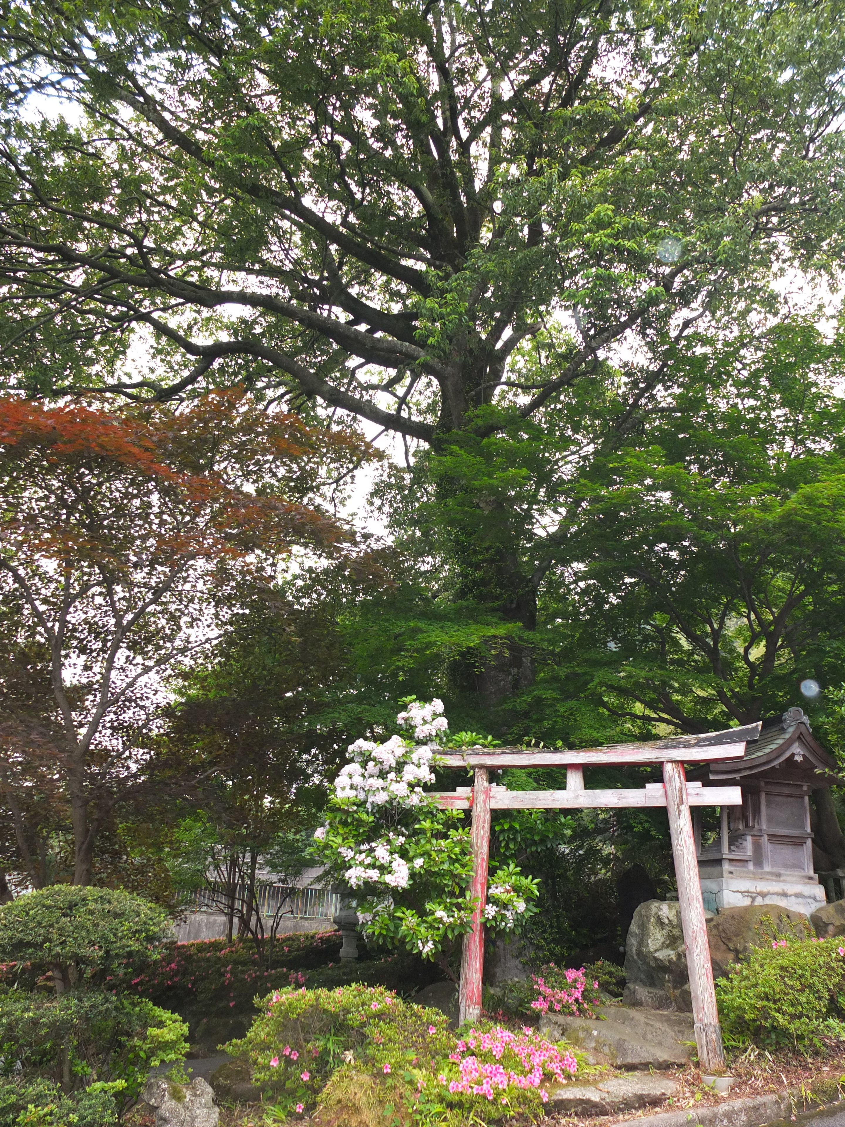 Un jardín japonés tradicional con un torii de madera, abundante vegetación y arbustos florecientes.