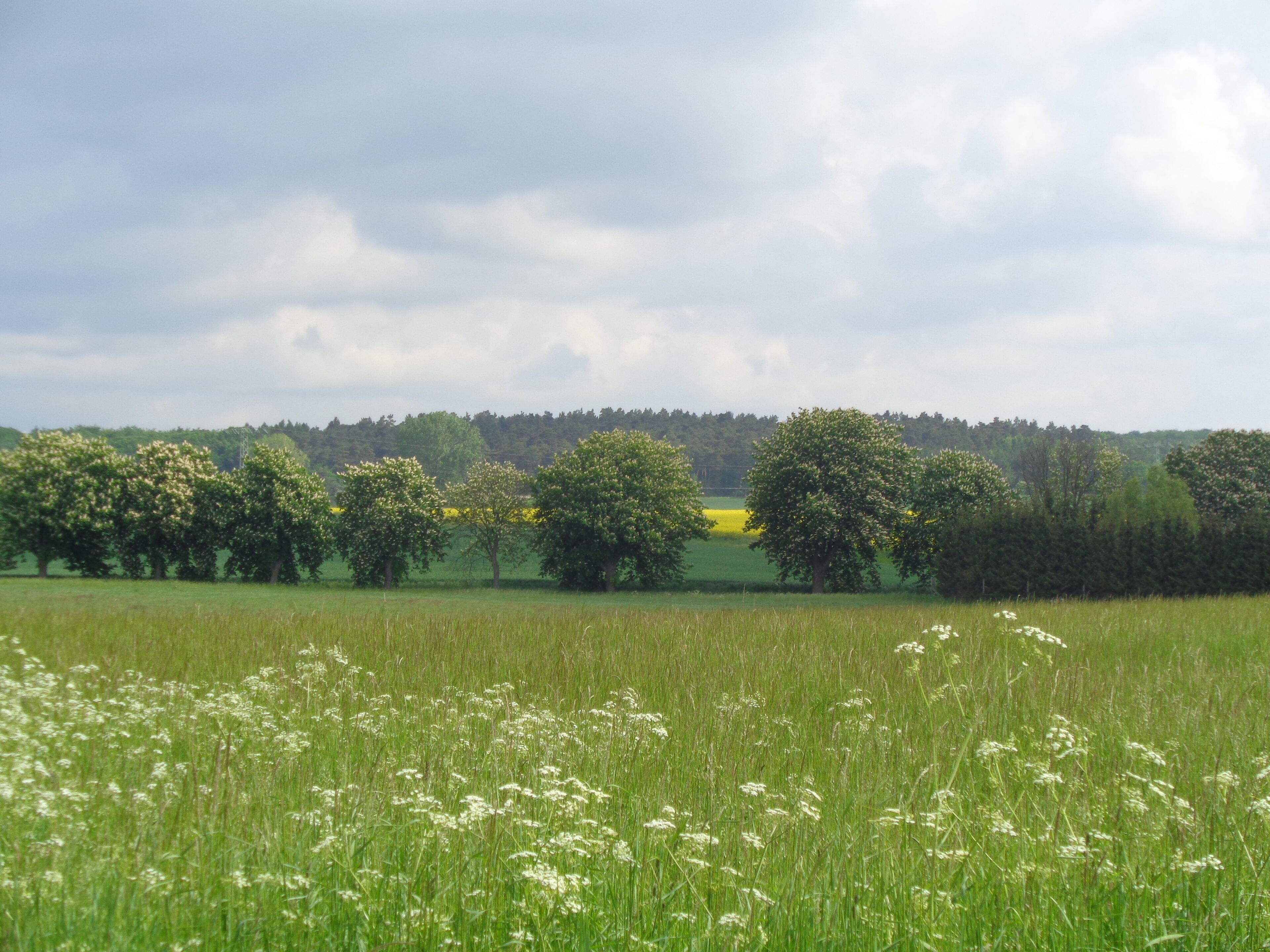 A field with trees and a cloudy sky.