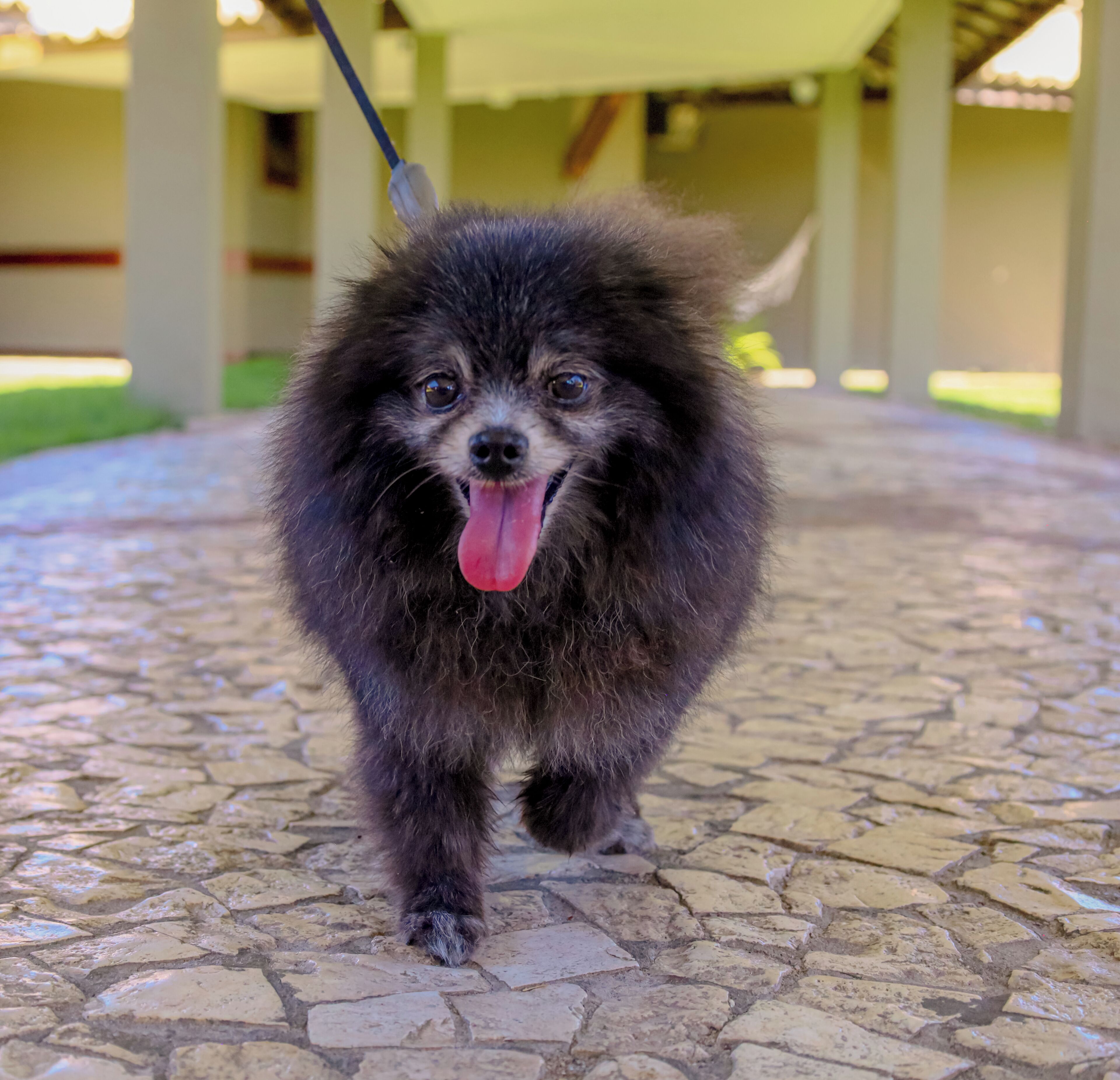 A small dog on a leash walking on a stone pavement.