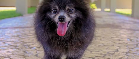 A small dog on a leash walking on a stone pavement.