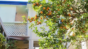 Un patio con un árbol frutal, plantas en macetas y un muro de piedra.