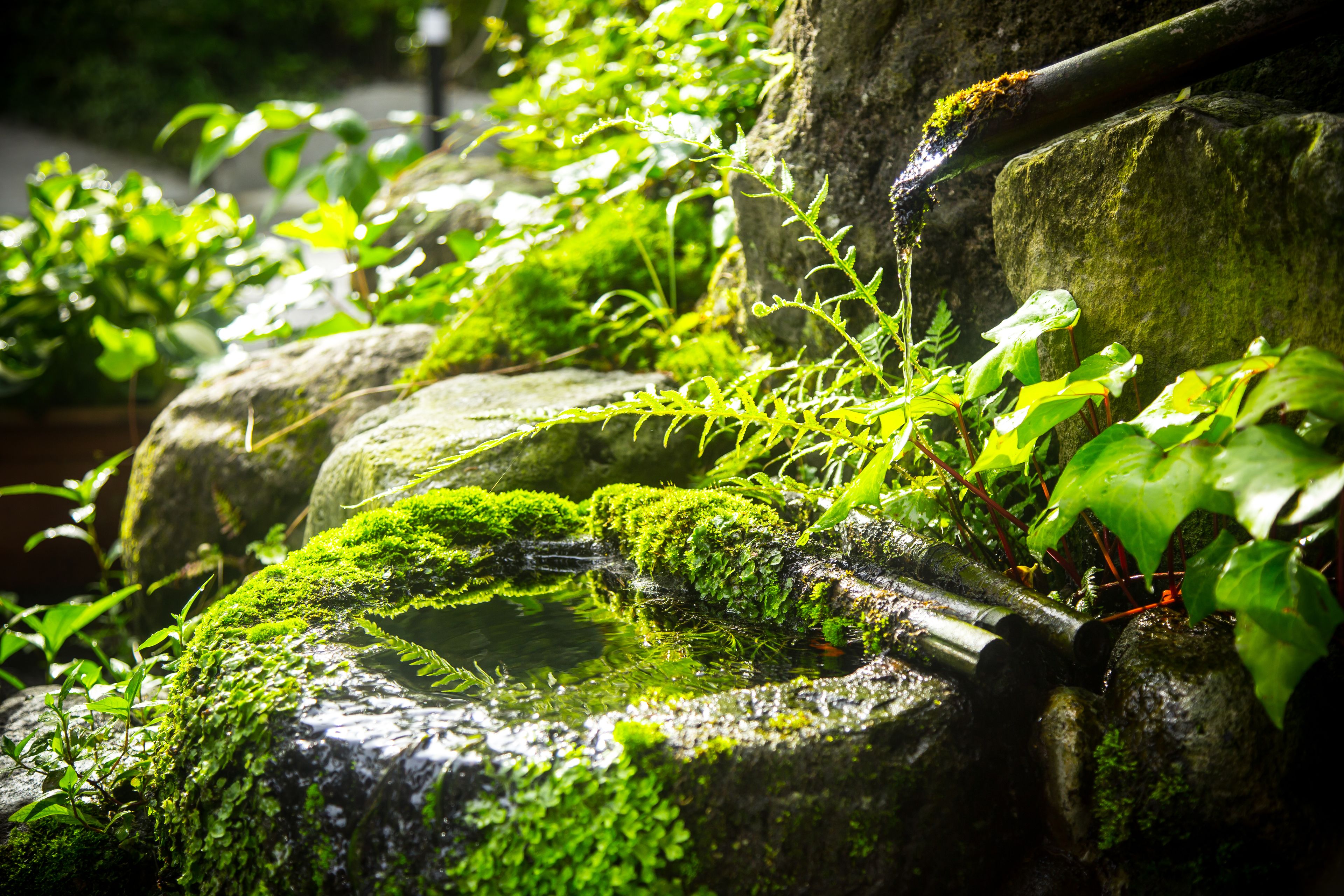 Una fuente natural con rocas cubiertas de musgo y follaje.