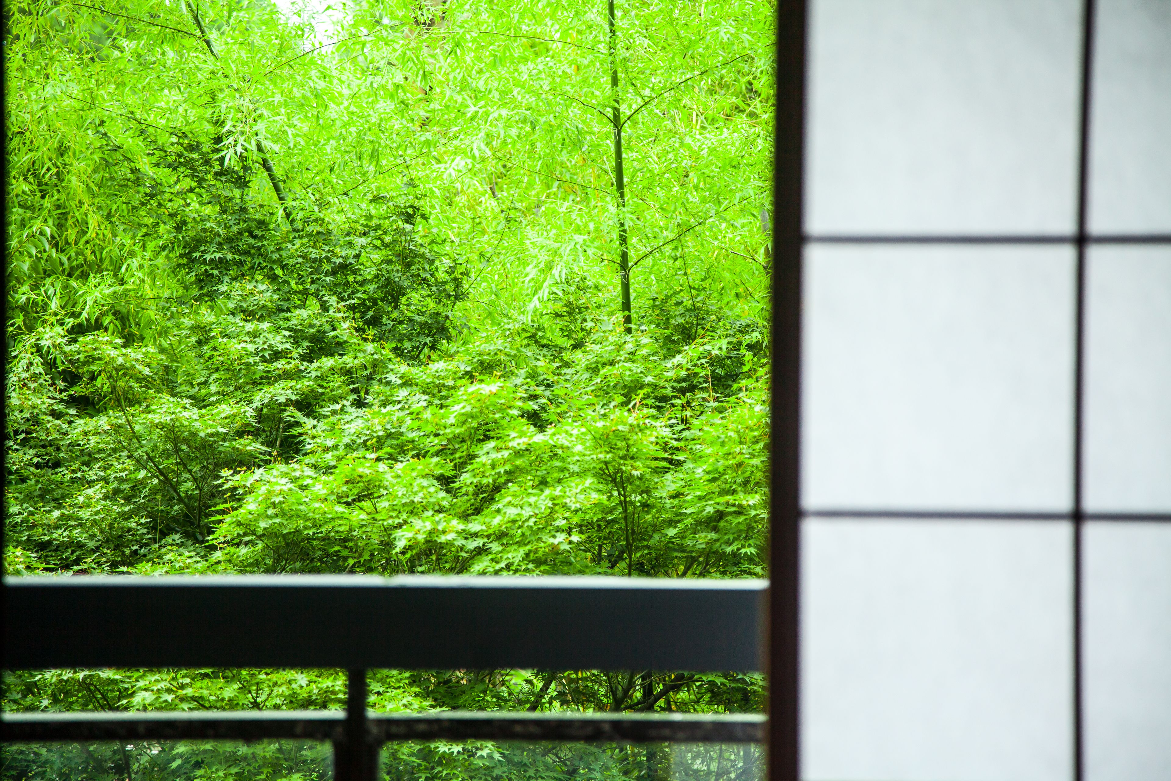 A view through a window with a grid pattern, displaying a dense green forest.