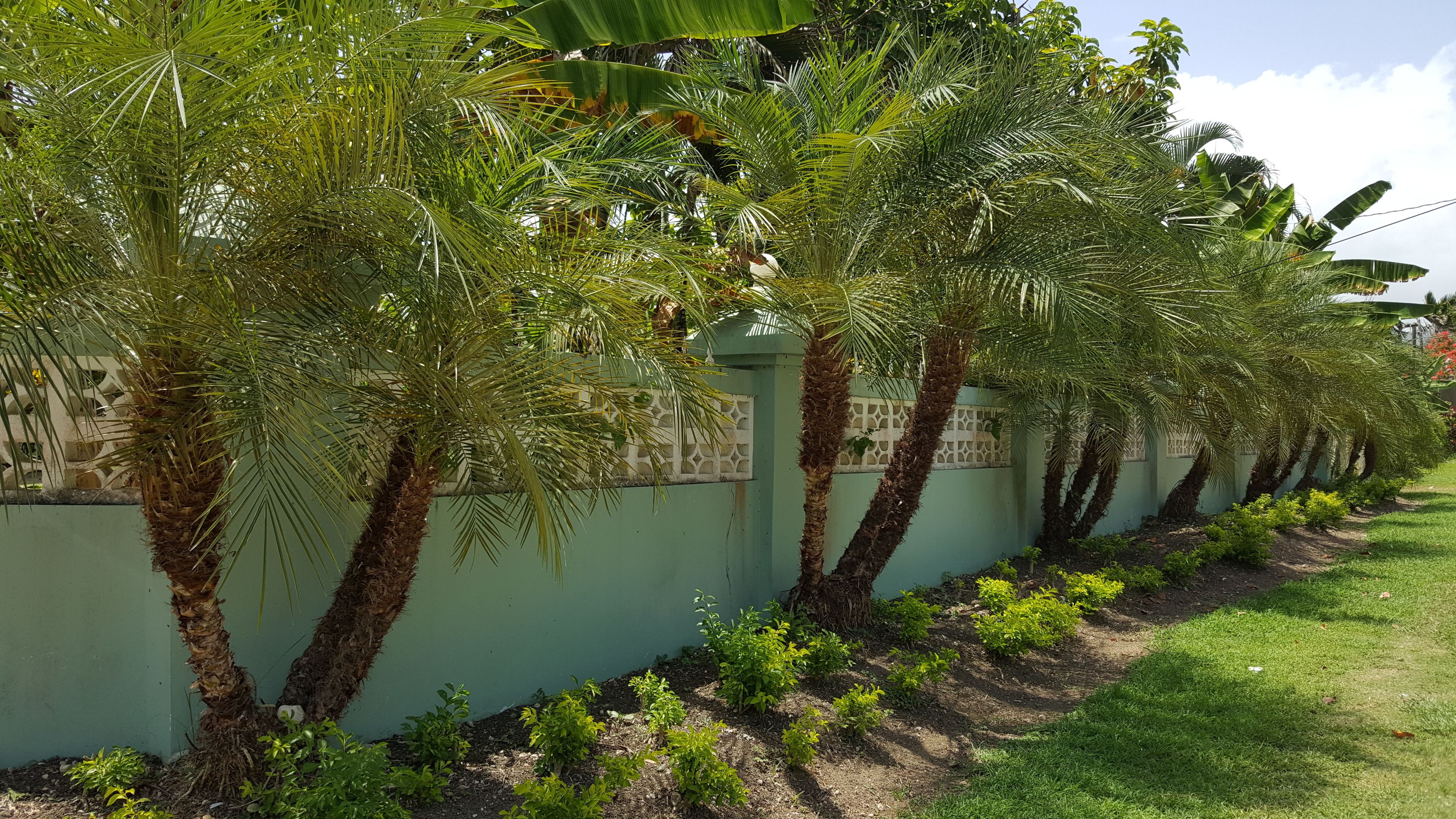 A row of palm trees along a green wall with a grassy area in front.