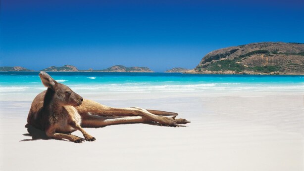 Un kangourou assis sur une plage, avec une eau d’un bleu limpide et des collines qui se dessinent à l’horizon.