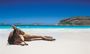 A kangaroo sitting on a beach with clear blue water and distant hills.