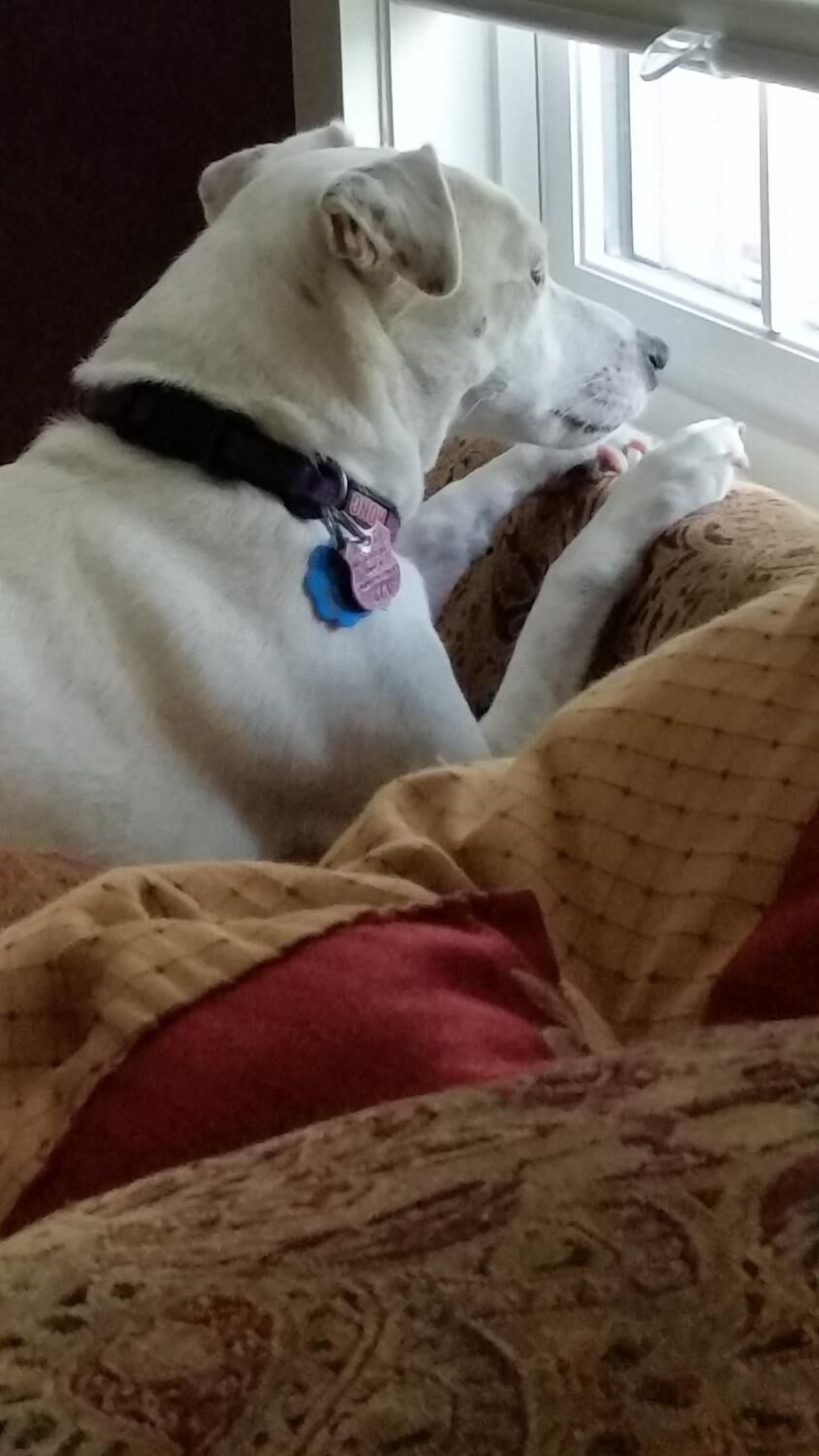 A white dog with a blue collar sitting on a bed with patterned bedding.