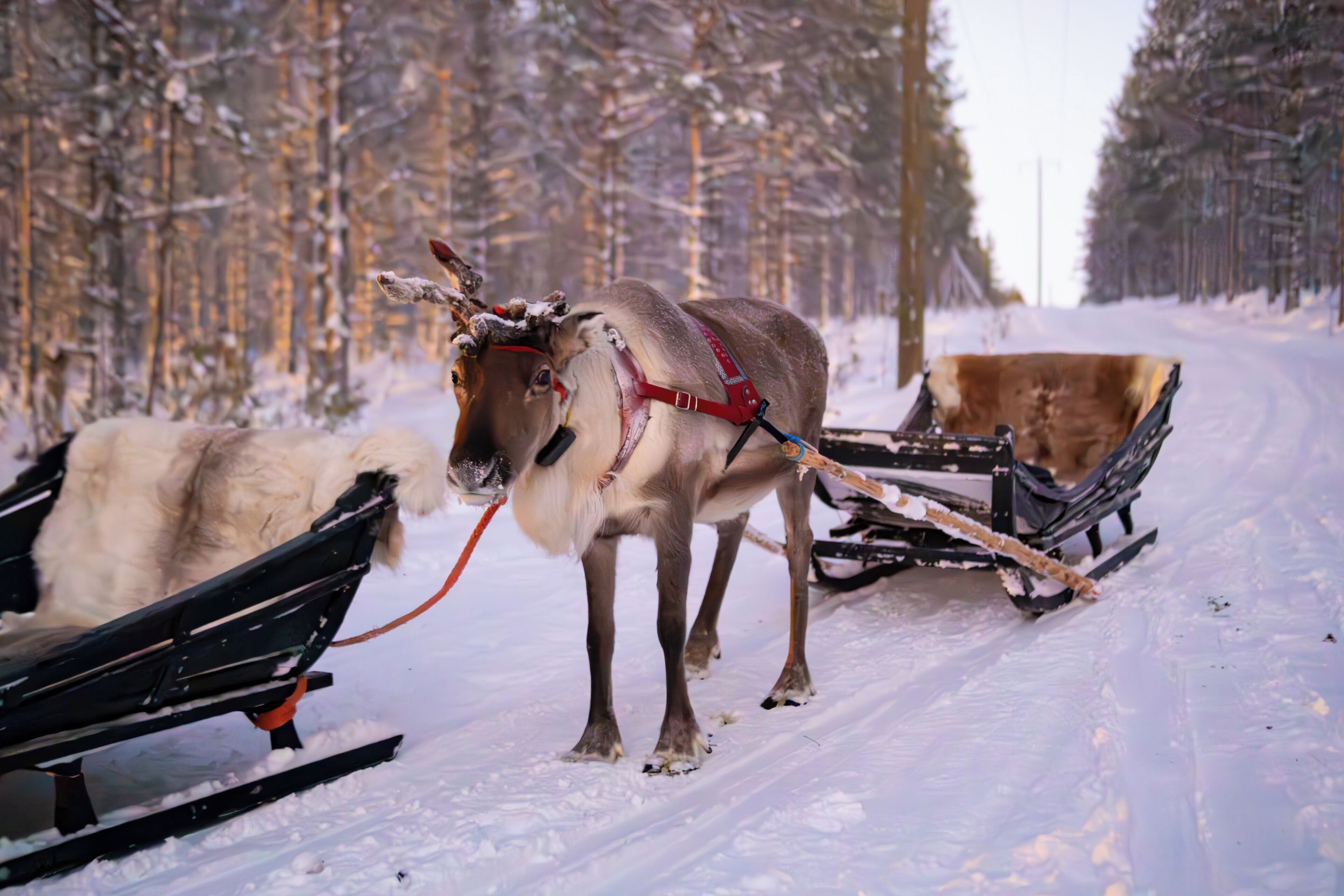 Un renne tirant une luge sur un sentier enneigé.