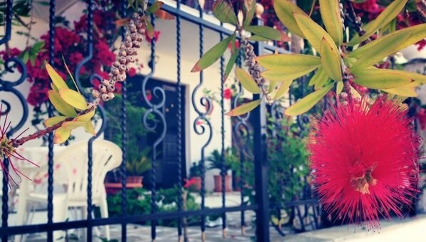 Exterior - Mimoza Studios (Skiathos)