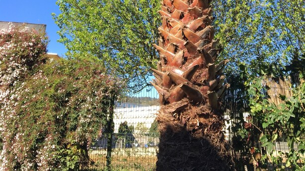 A tall palm tree with a textured trunk and green fronds, surrounded by other trees and a fence.