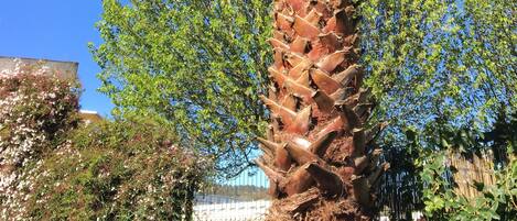 Chambre Simple | Vue sur le jardin