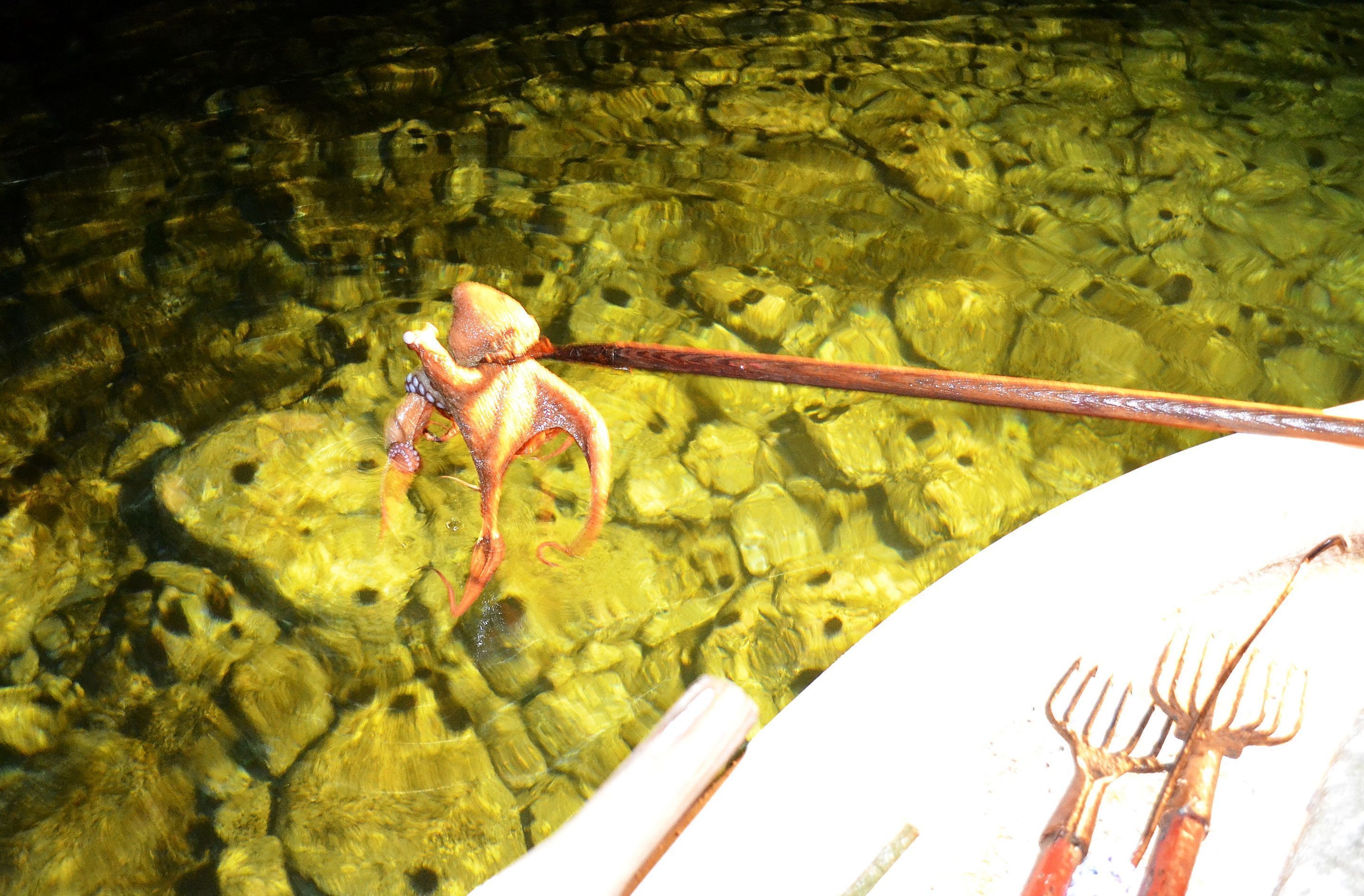 A clear view of a rocky underwater environment with a fishing rod and a boat's edge visible.