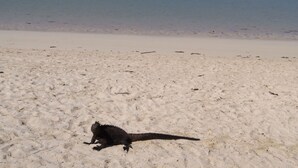Una platja amb una gran llangosta a la sorra.