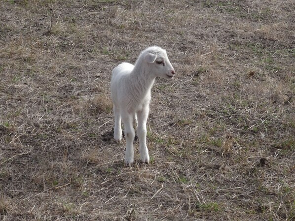 A white lamb standing in a grassy field.