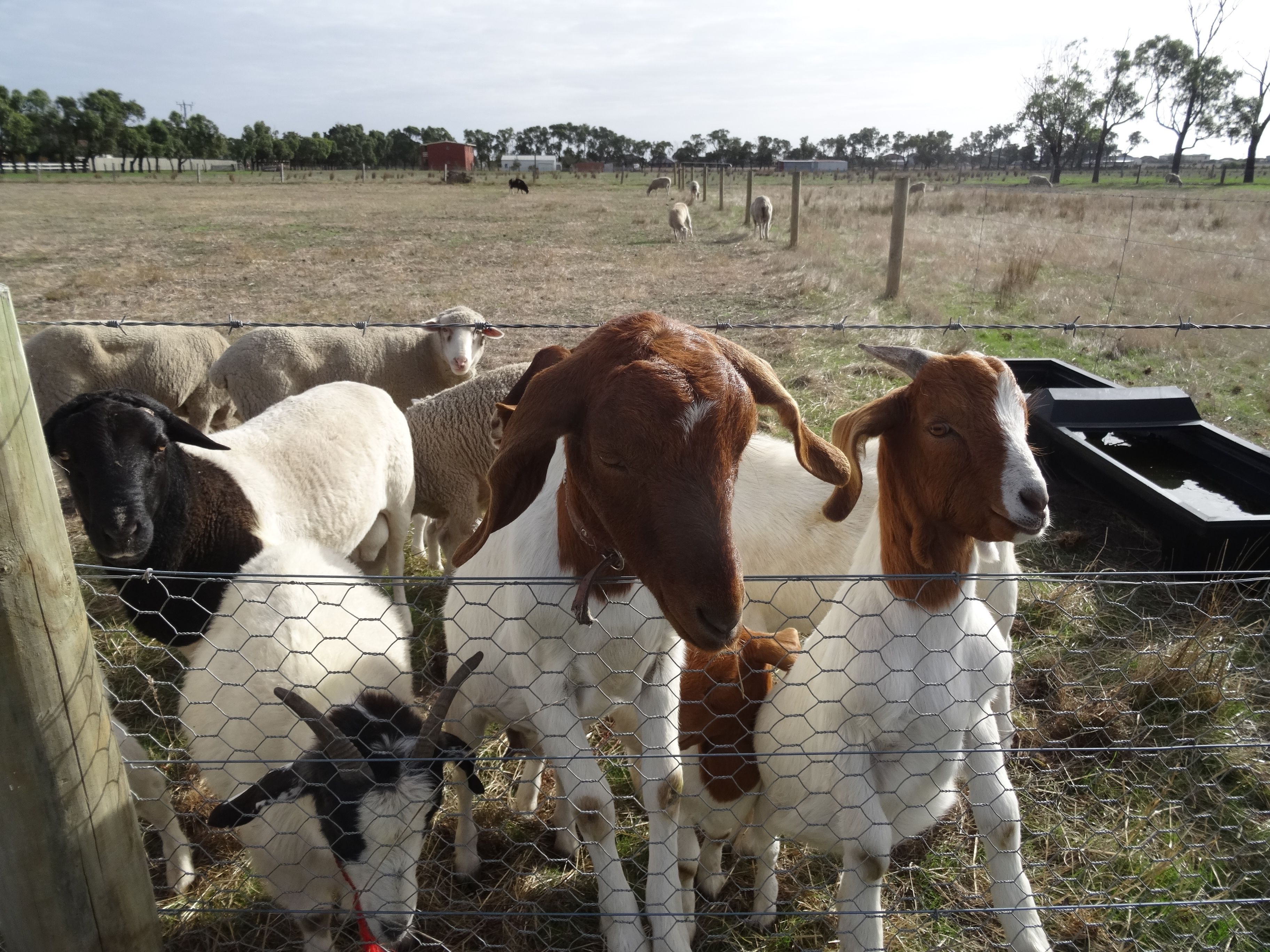 A fenced area with various animals, including goats and sheep, grazing.