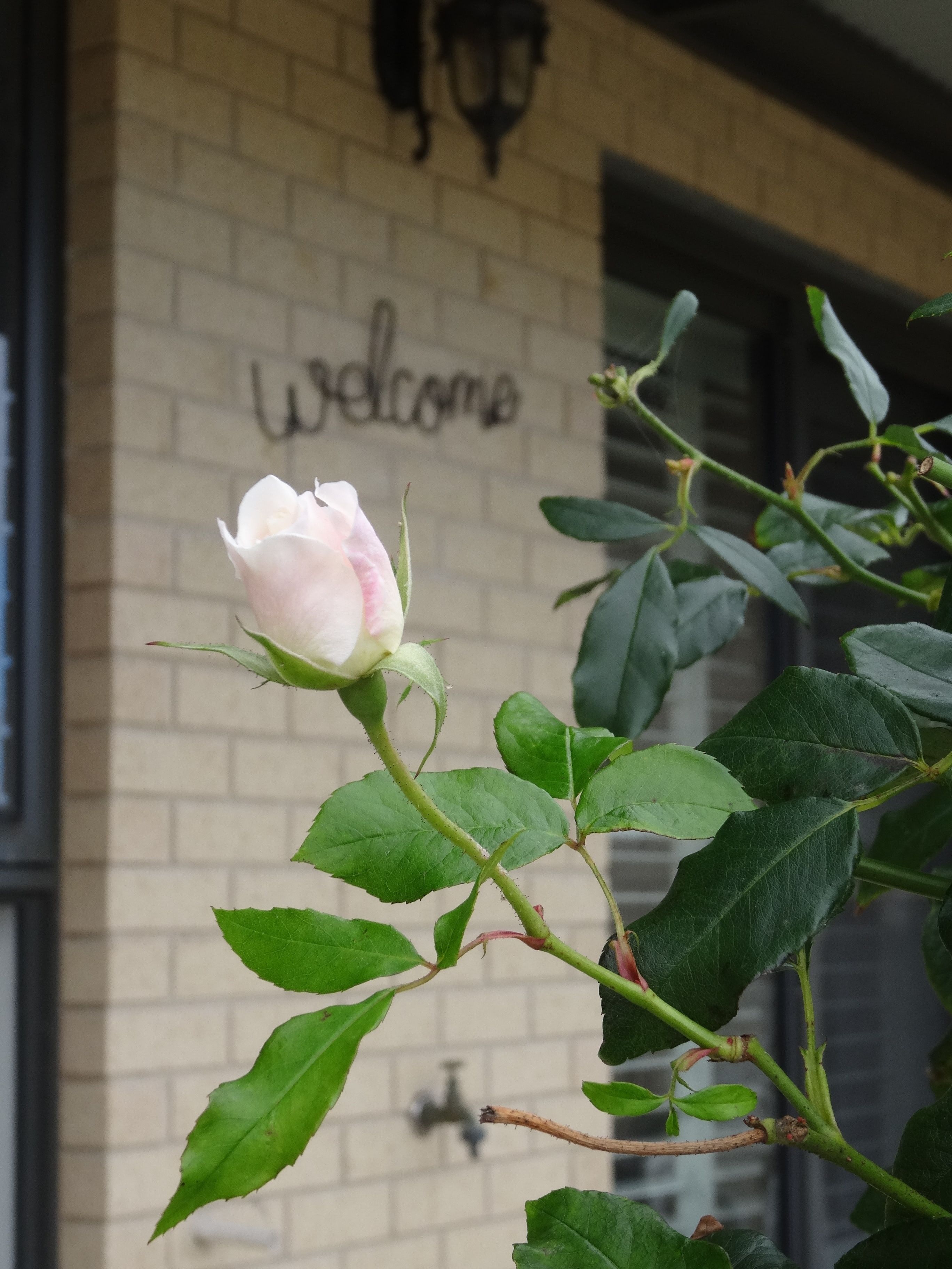 A rose in bloom with a brick wall and a 'Welcome' sign in the background.