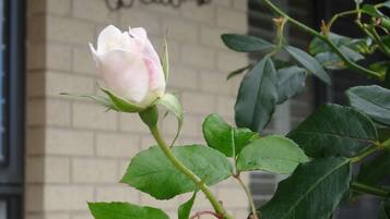 A rose in bloom with a brick wall and a 'Welcome' sign in the background.