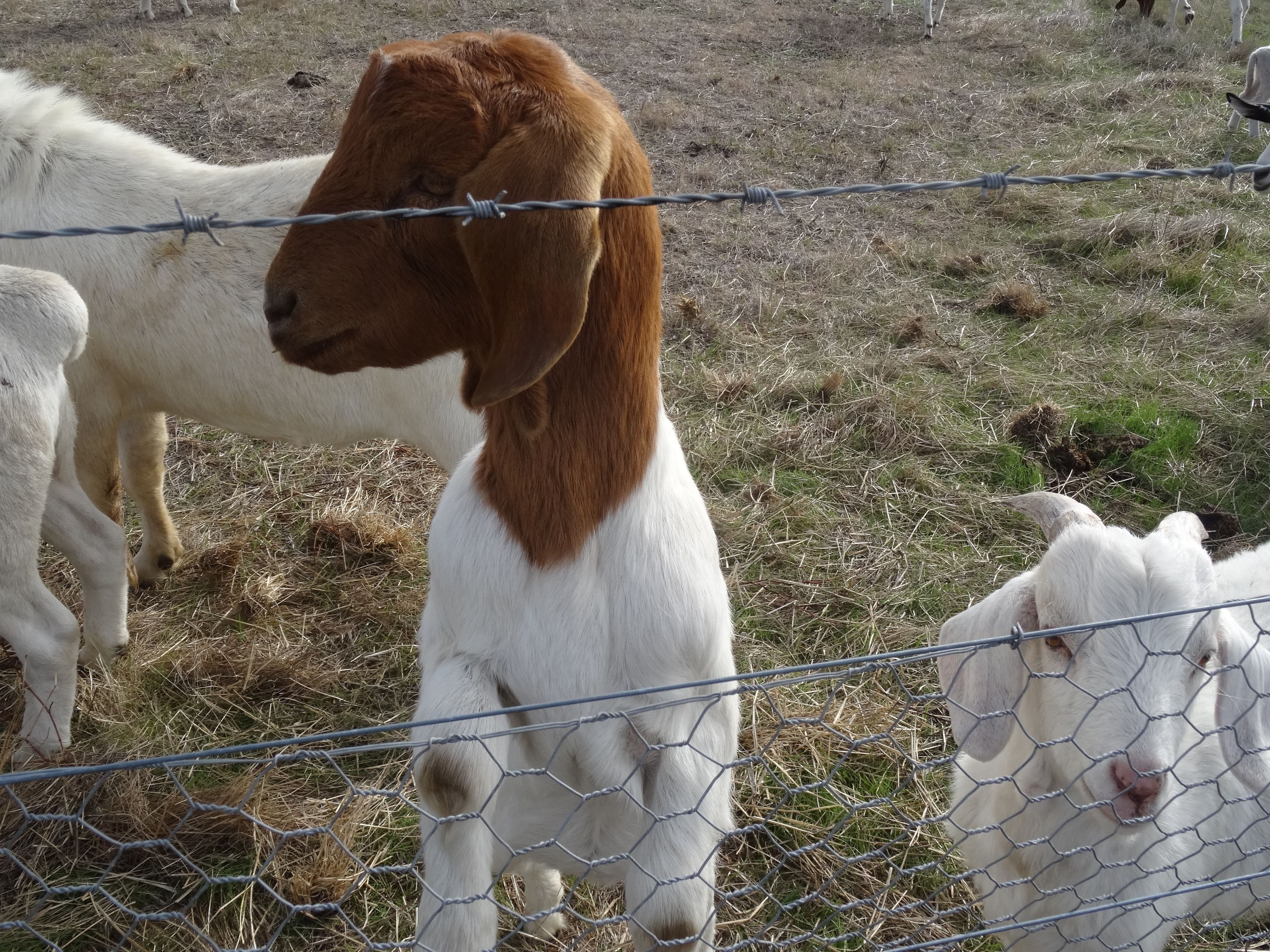 A goat with a brown and white coat standing behind a wire fence.